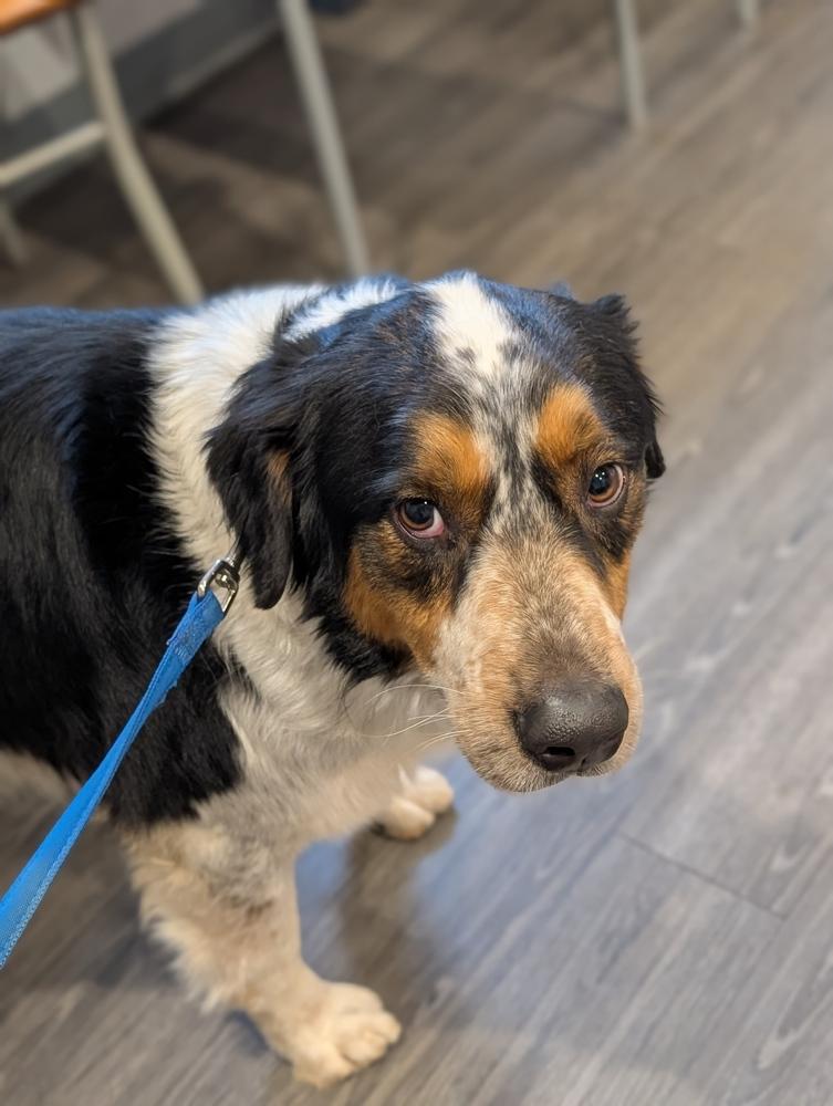 Chester Mays-4722 Cosby, TN, a Adoptable mixed breed in Maryville, TN image 4/6