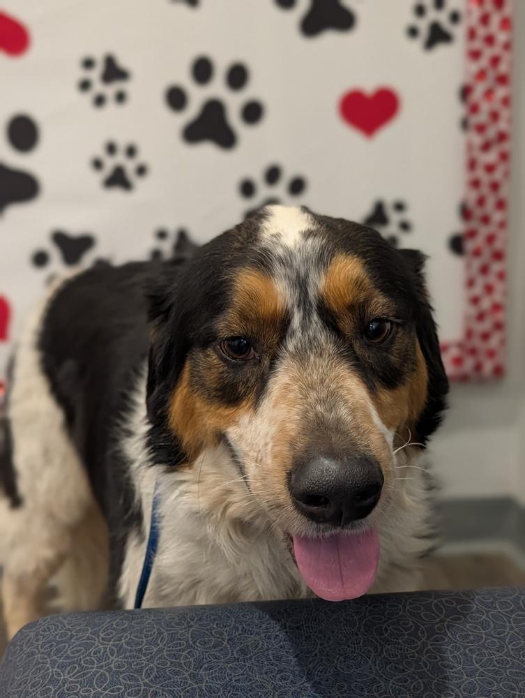 Chester Mays-4722 Cosby, TN, a Adoptable mixed breed in Maryville, TN image 6/6