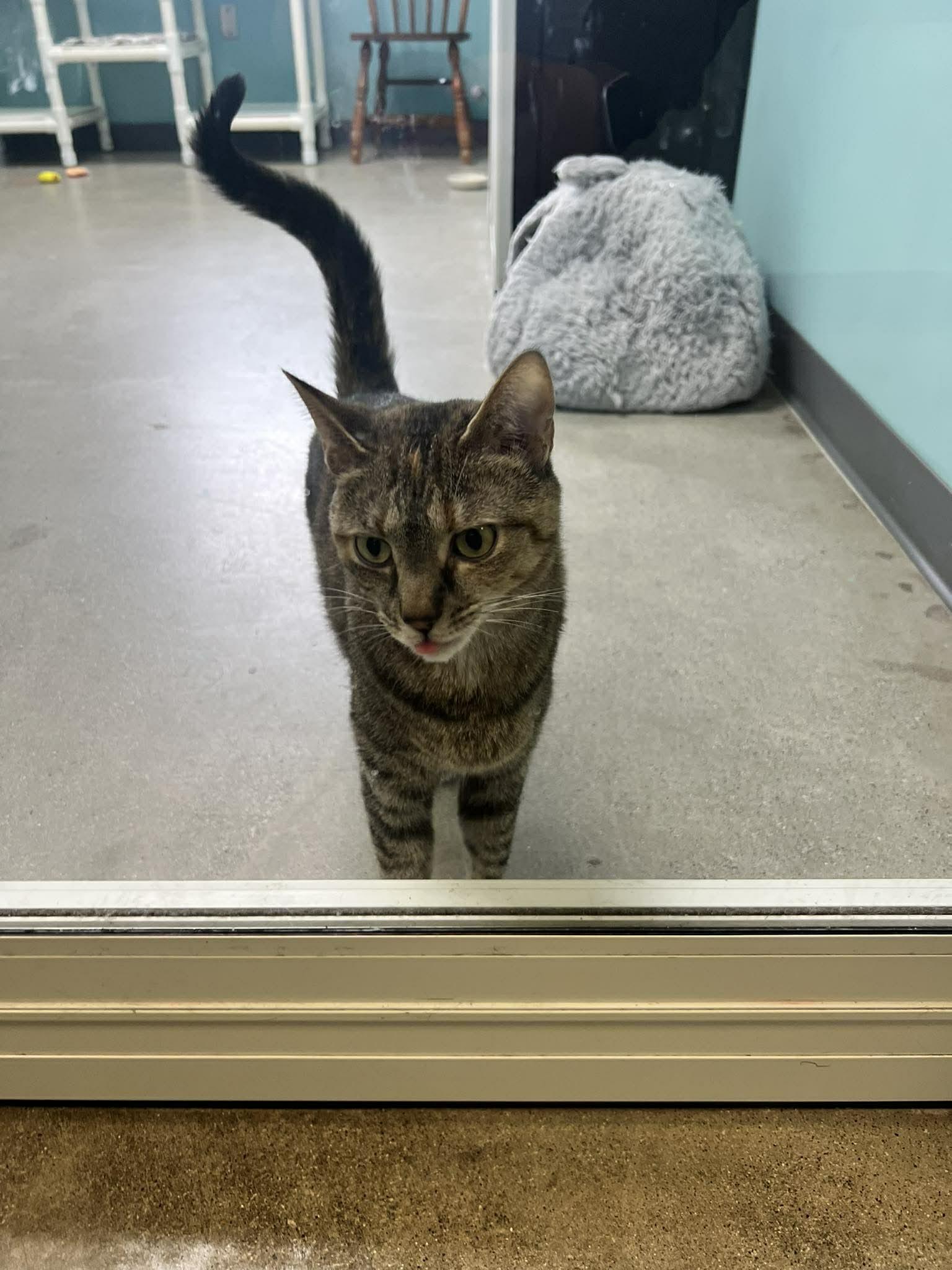 Enlarge Tinker, a Adoptable Domestic Short Hair in Archbold , OH image 3/4