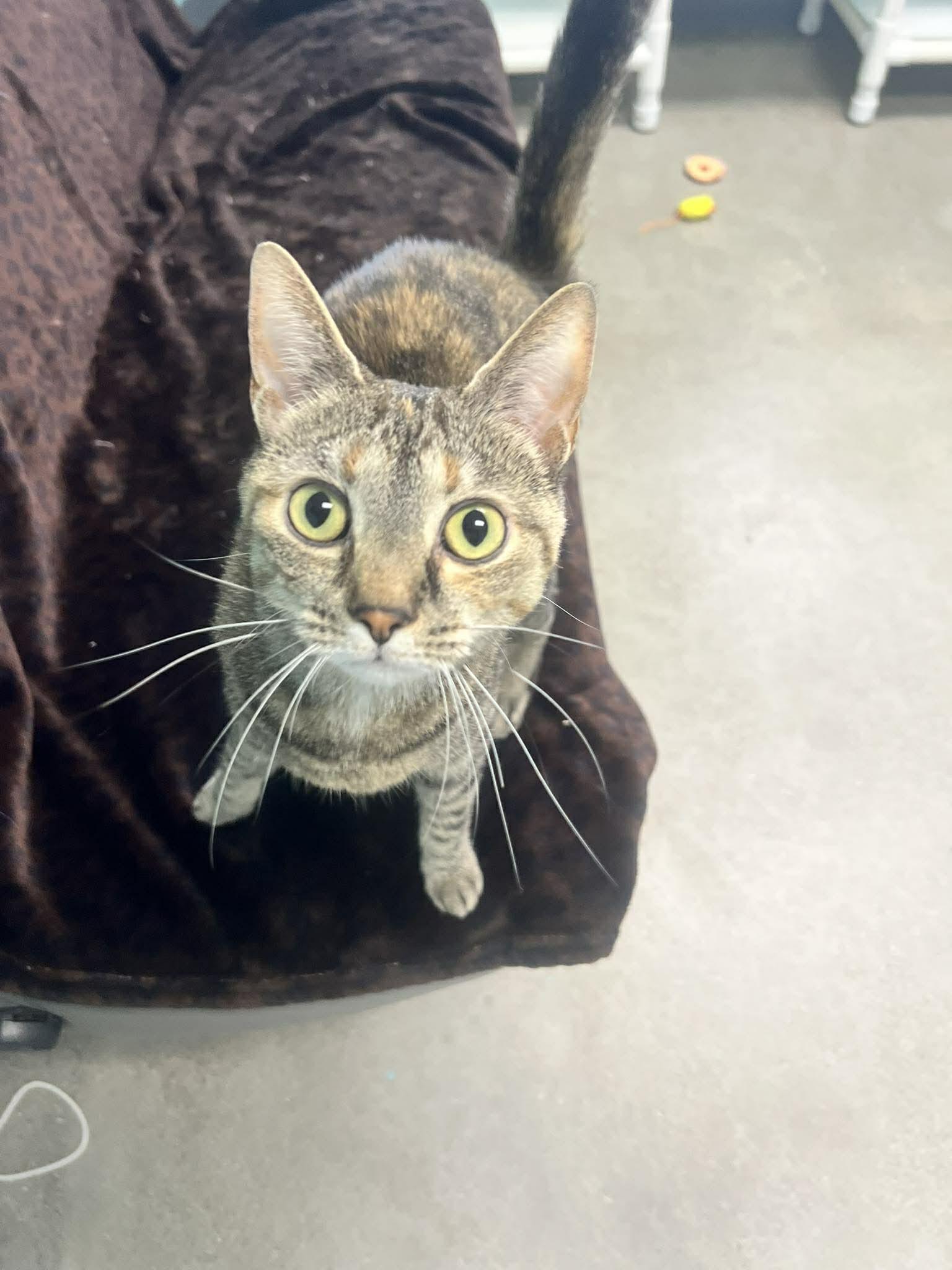 Enlarge Tinker, a Adoptable Domestic Short Hair in Archbold , OH image 2/4