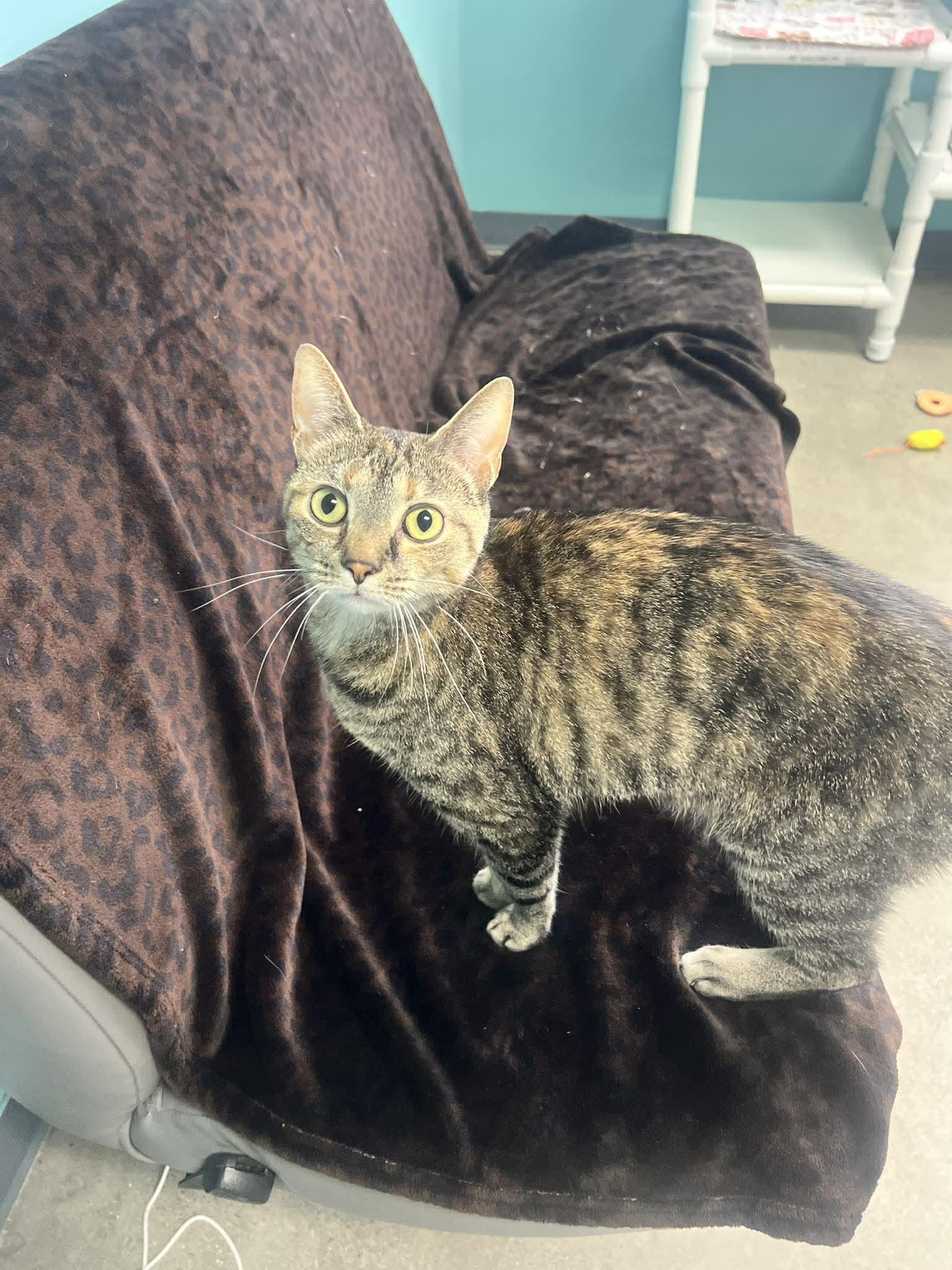 Enlarge Tinker, a Adoptable Domestic Short Hair in Archbold , OH image 1/4