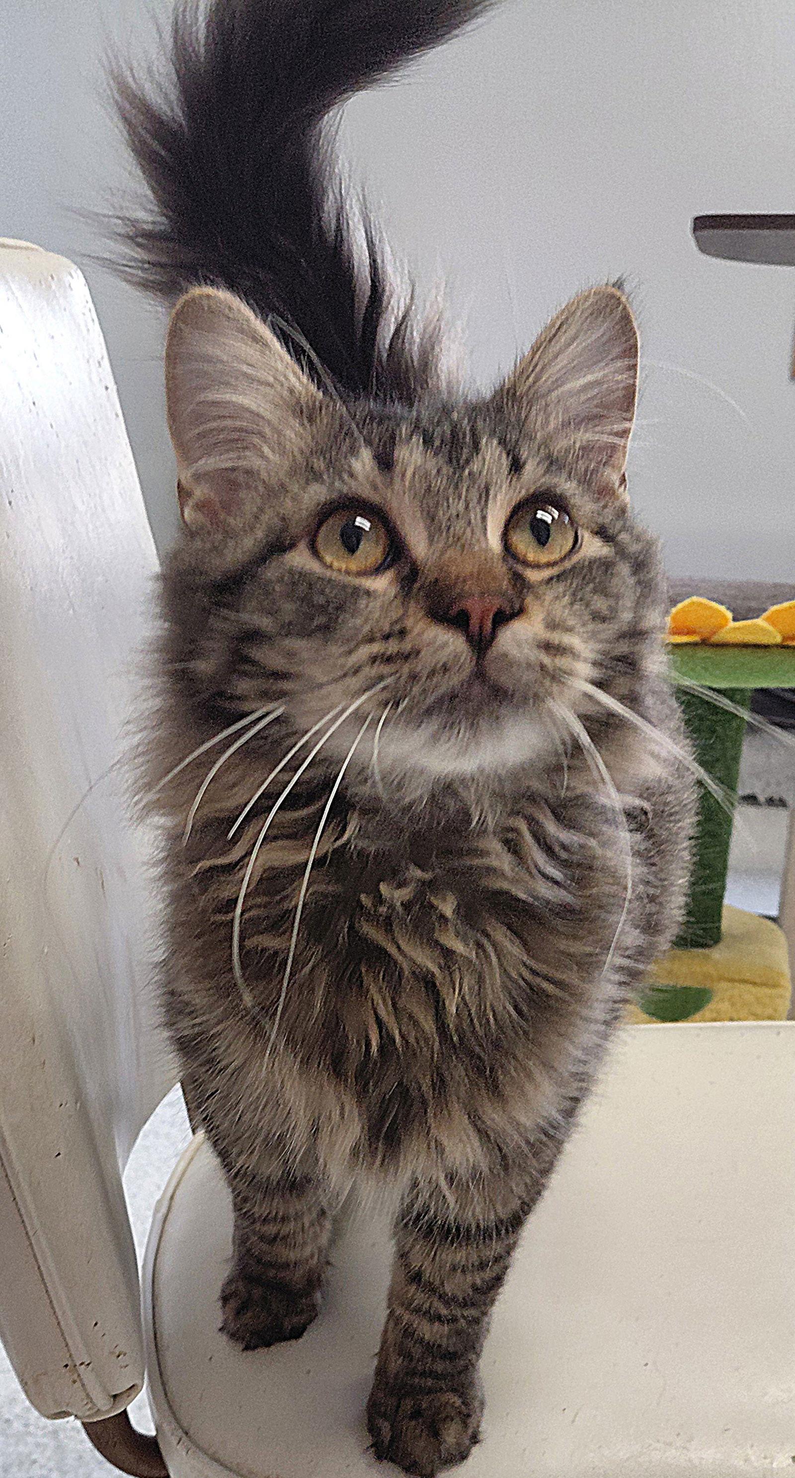 Jethro @ The Cat's Brew, a Adoptable mixed breed in Montello, WI image 1/3