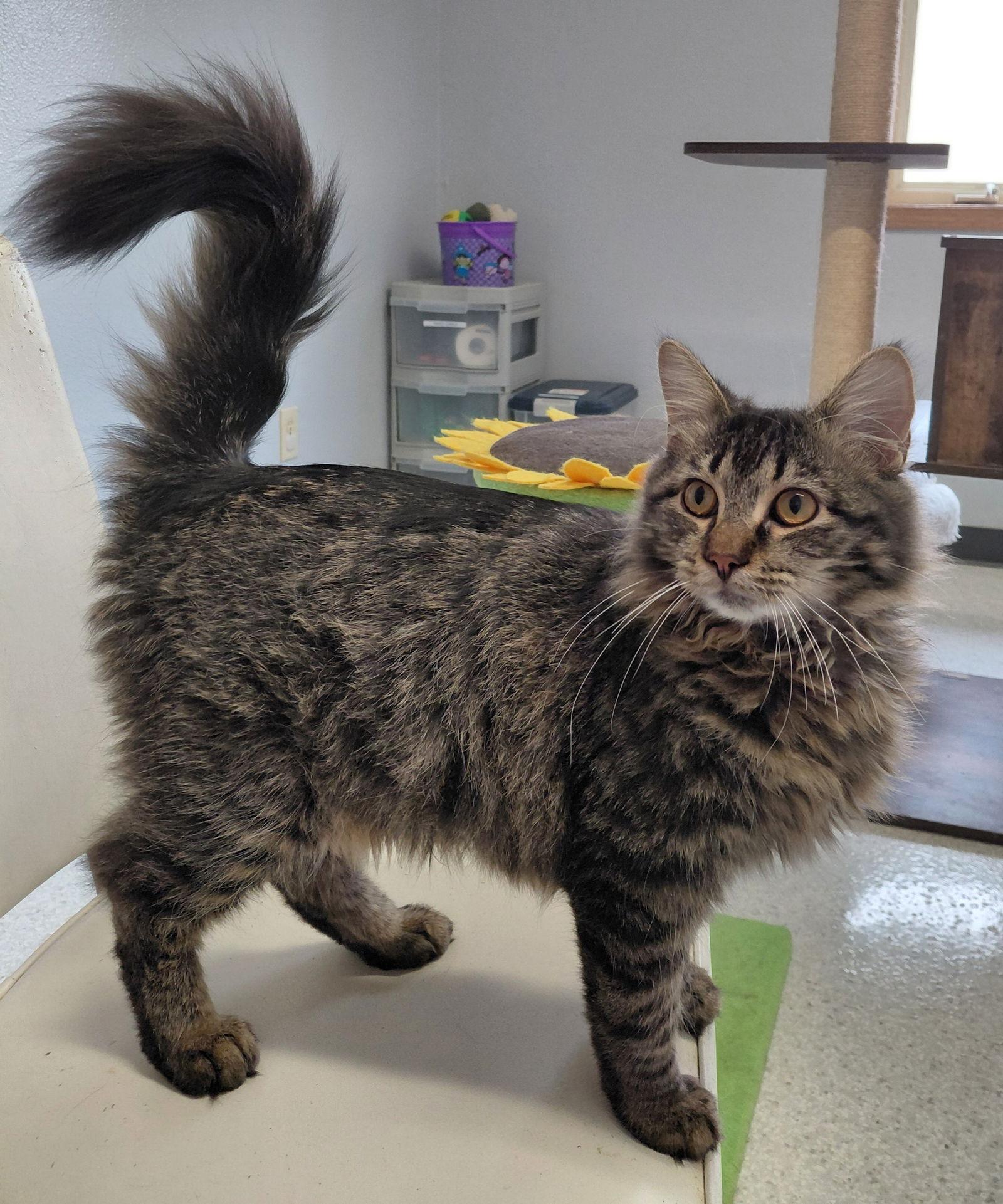 Jethro @ The Cat's Brew, a Adoptable mixed breed in Montello, WI image 3/3