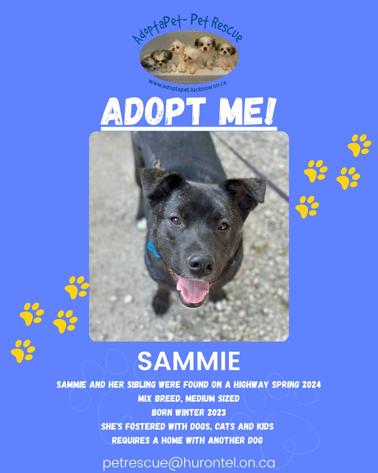 Sammie, born early 2024, an adoptable Akita in Lucknow, ON, N0G 2H0 | Photo Image 1