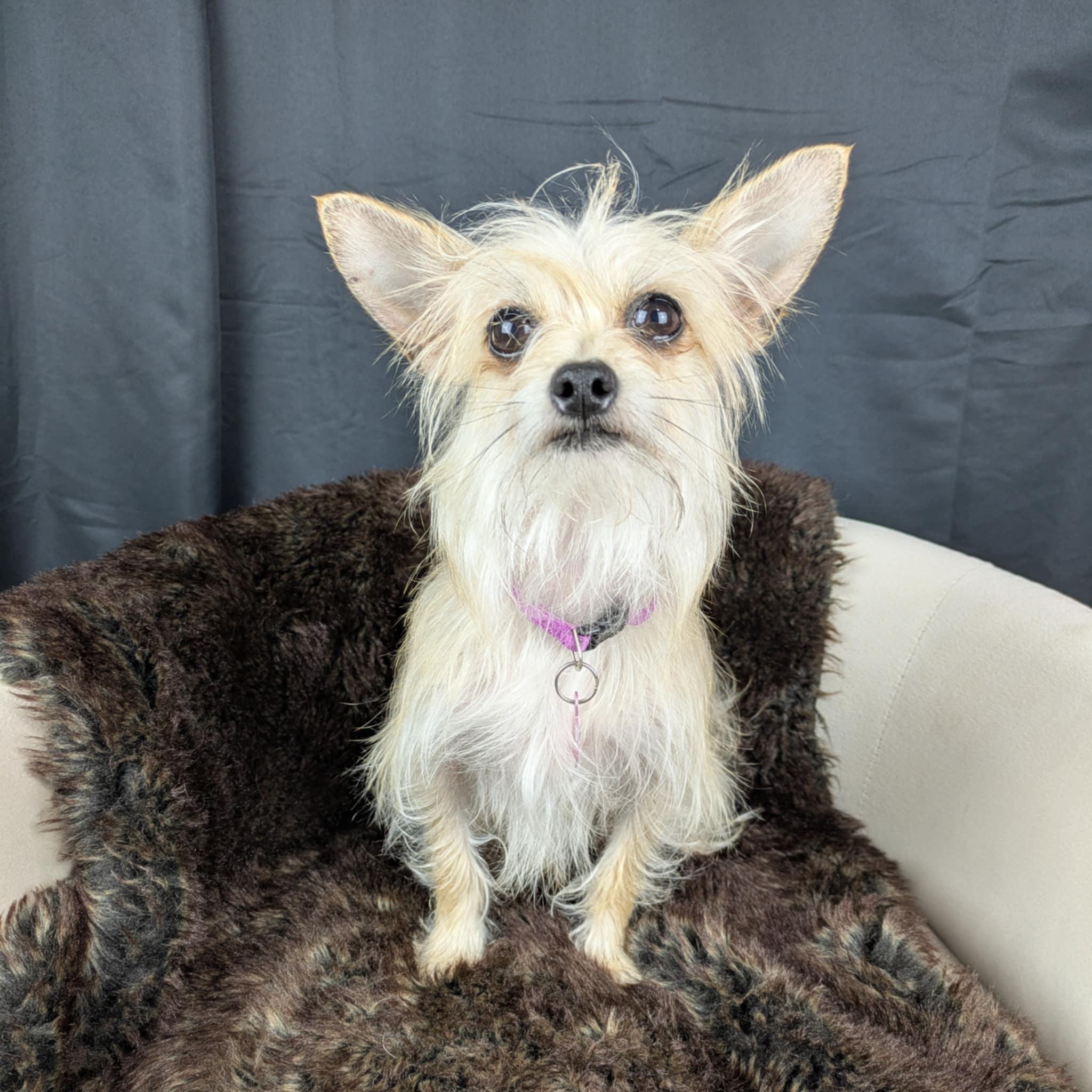 Lucy, Adoptable, Young Female Yorkshire Terrier & Chihuahua.