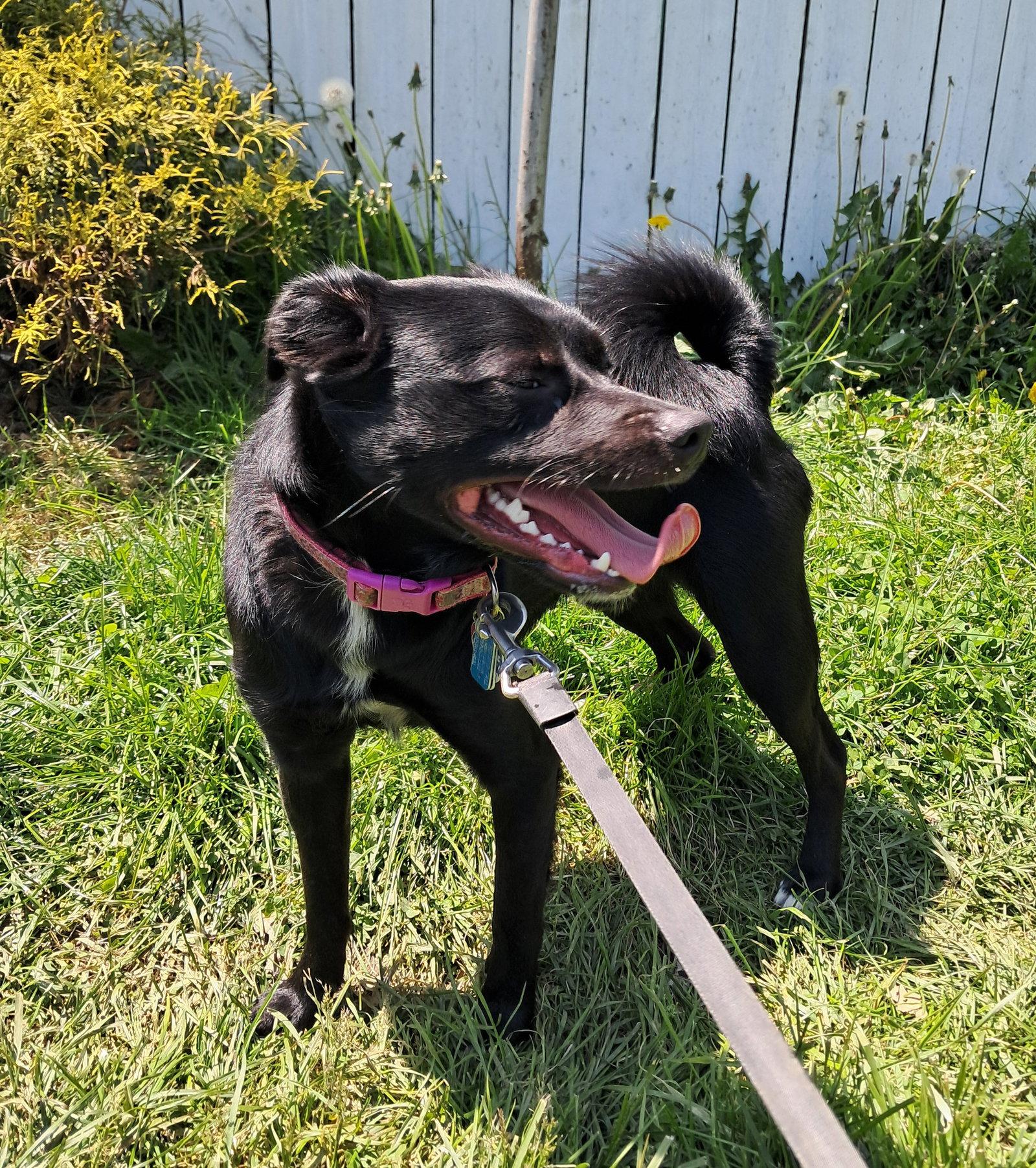 Winston, Adoptable, Young Male Shiba Inu.