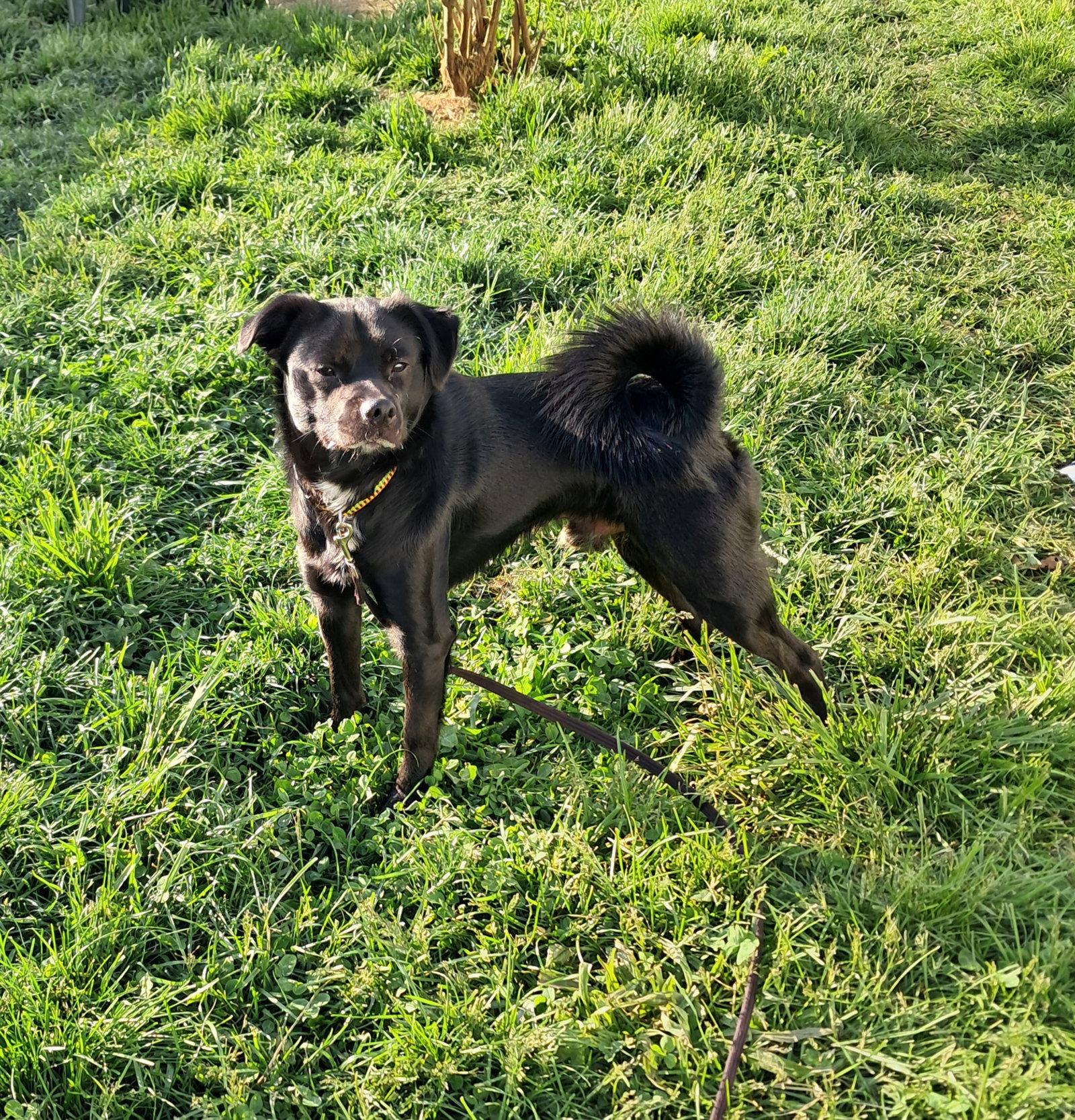 Enlarge Winston, a Adoptable Shiba Inu in Harrisburg, PA image 2/3