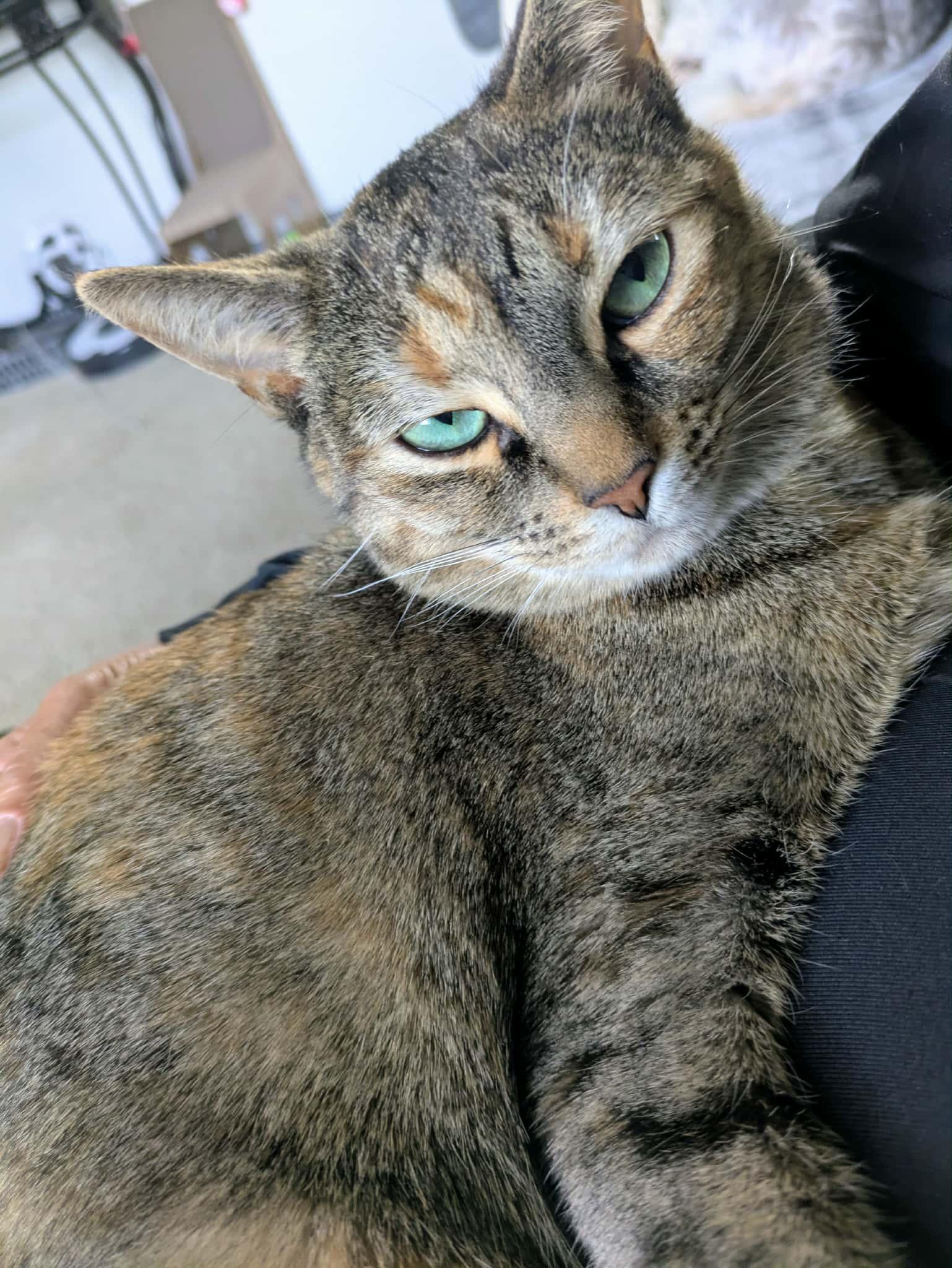 Enlarge TT, a Adoptable mixed breed in Massillon , OH image 6/6