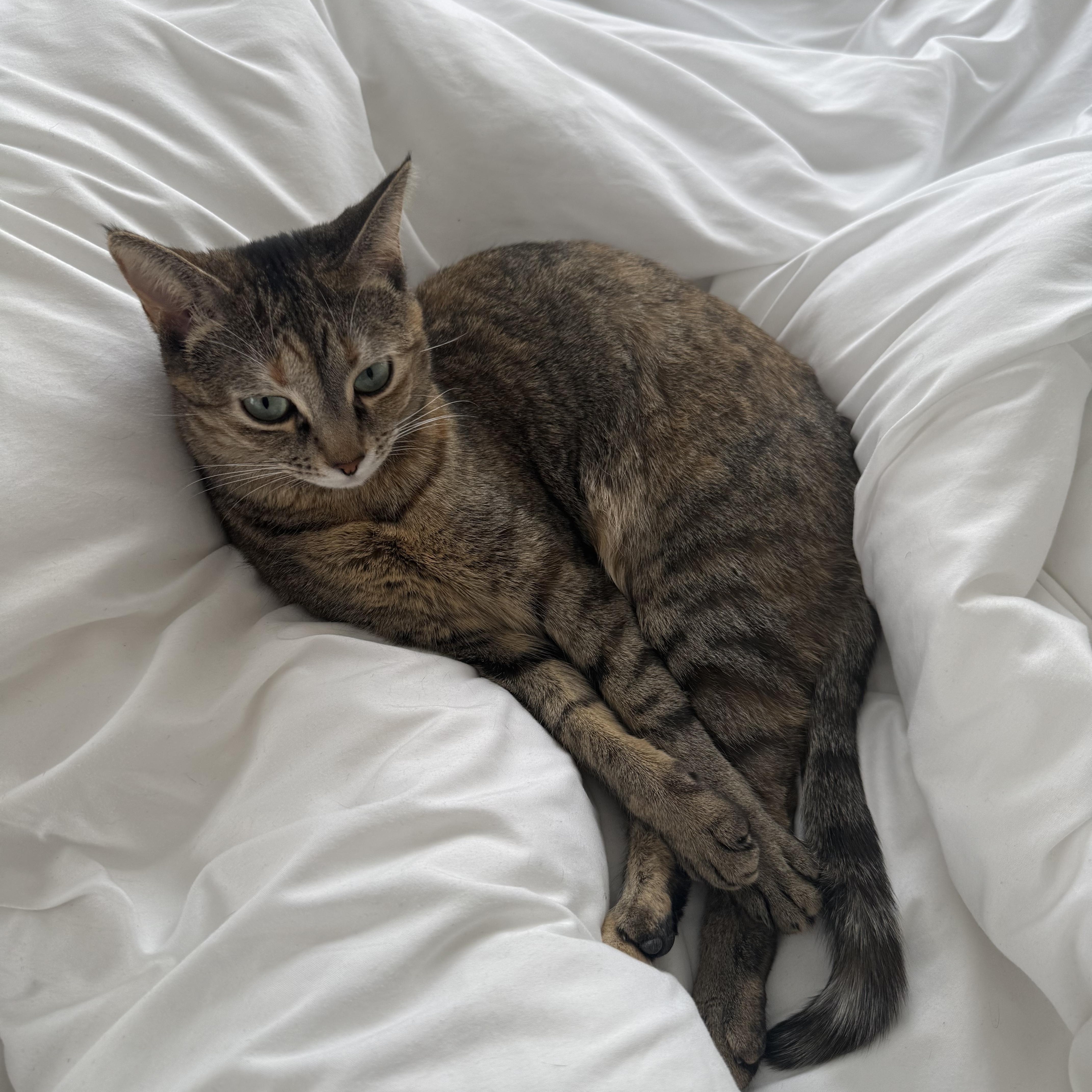 Enlarge TT, a Adoptable mixed breed in Massillon , OH image 4/6