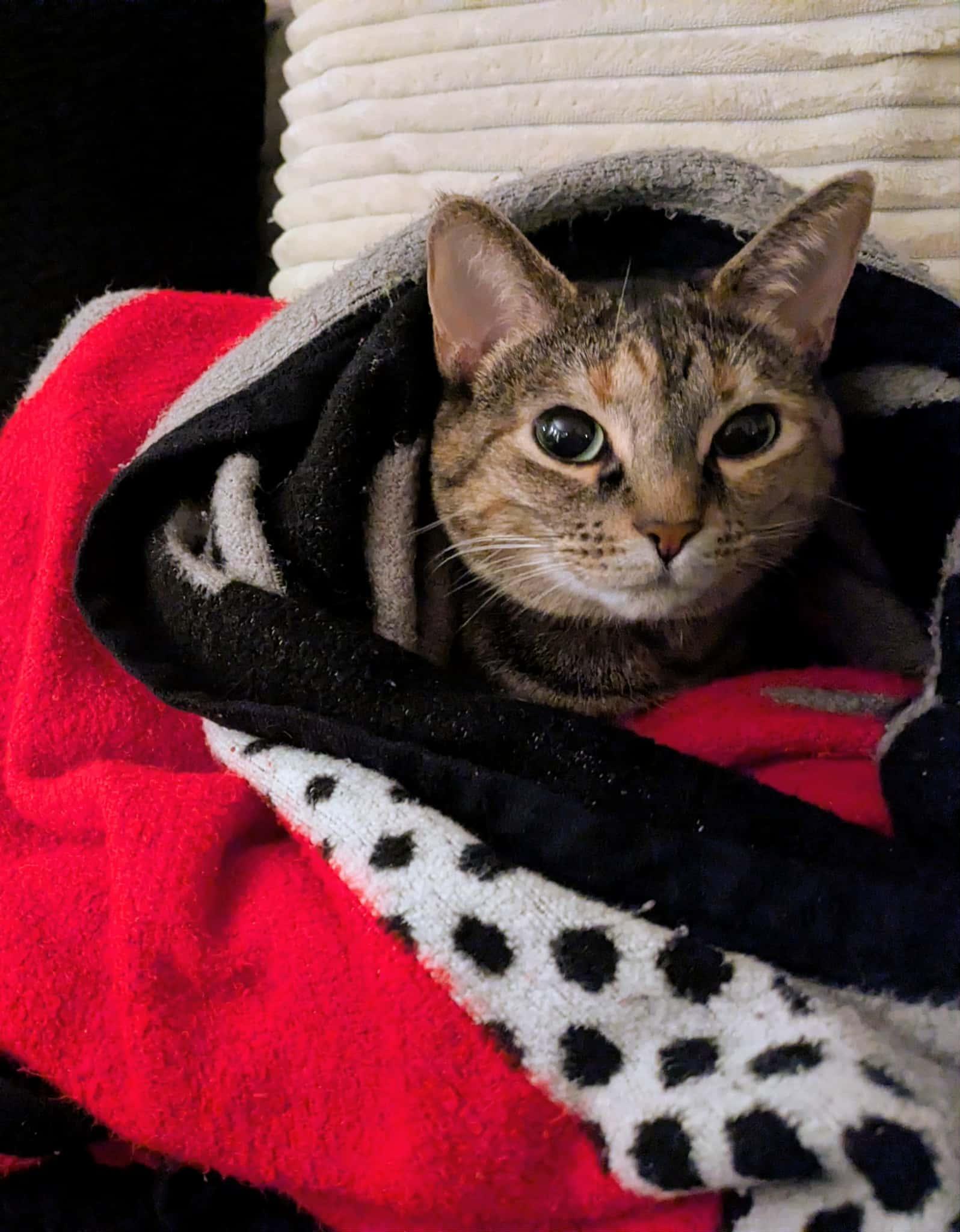 TT, Adoptable, Young Female Domestic Short Hair & Tabby.