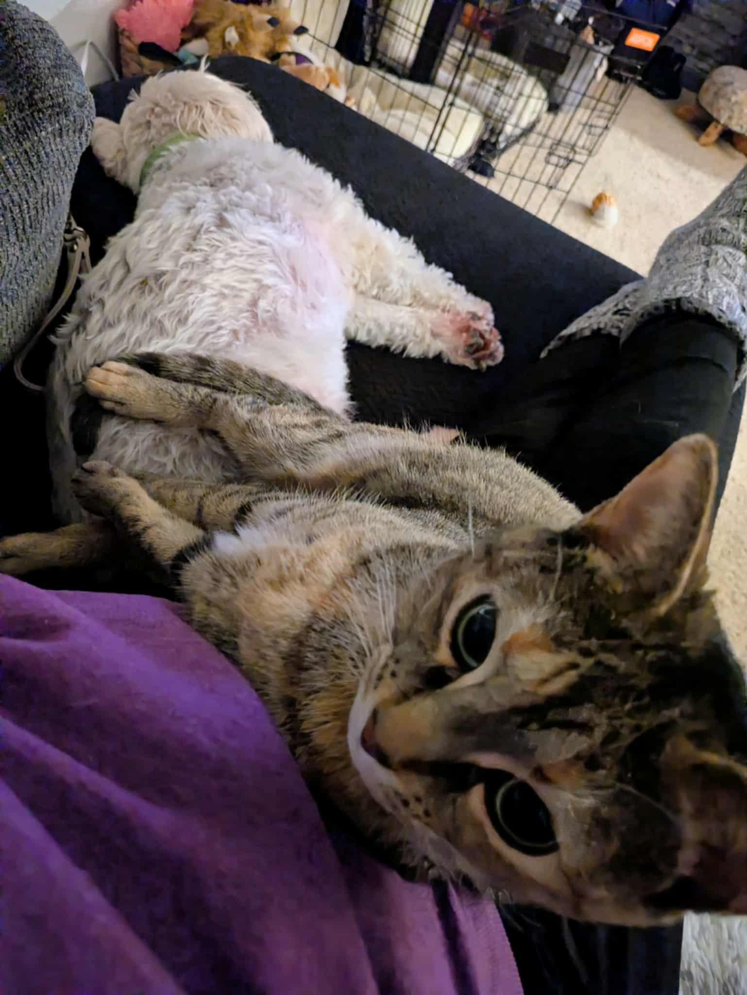 Enlarge TT, a Adoptable mixed breed in Massillon , OH image 5/6