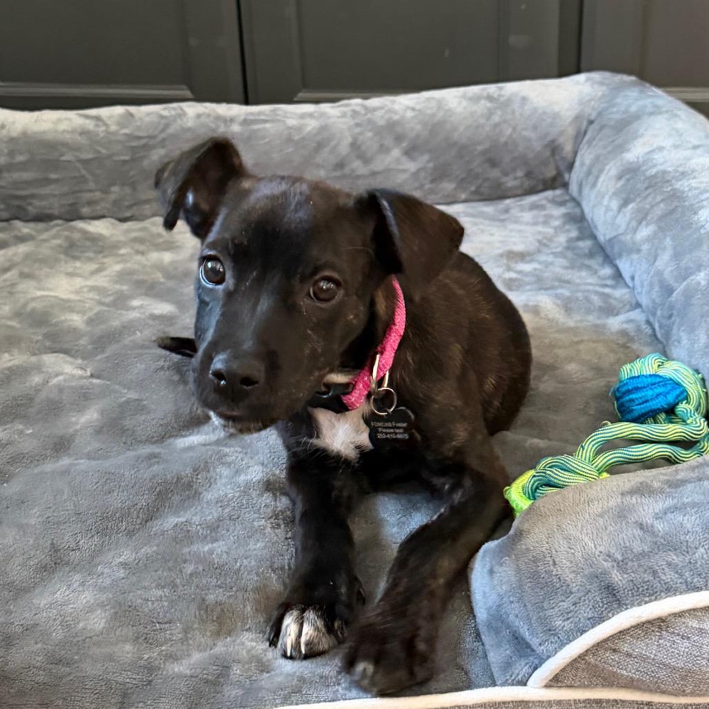 Worm, Adoptable, Puppy Female Mixed Breed.