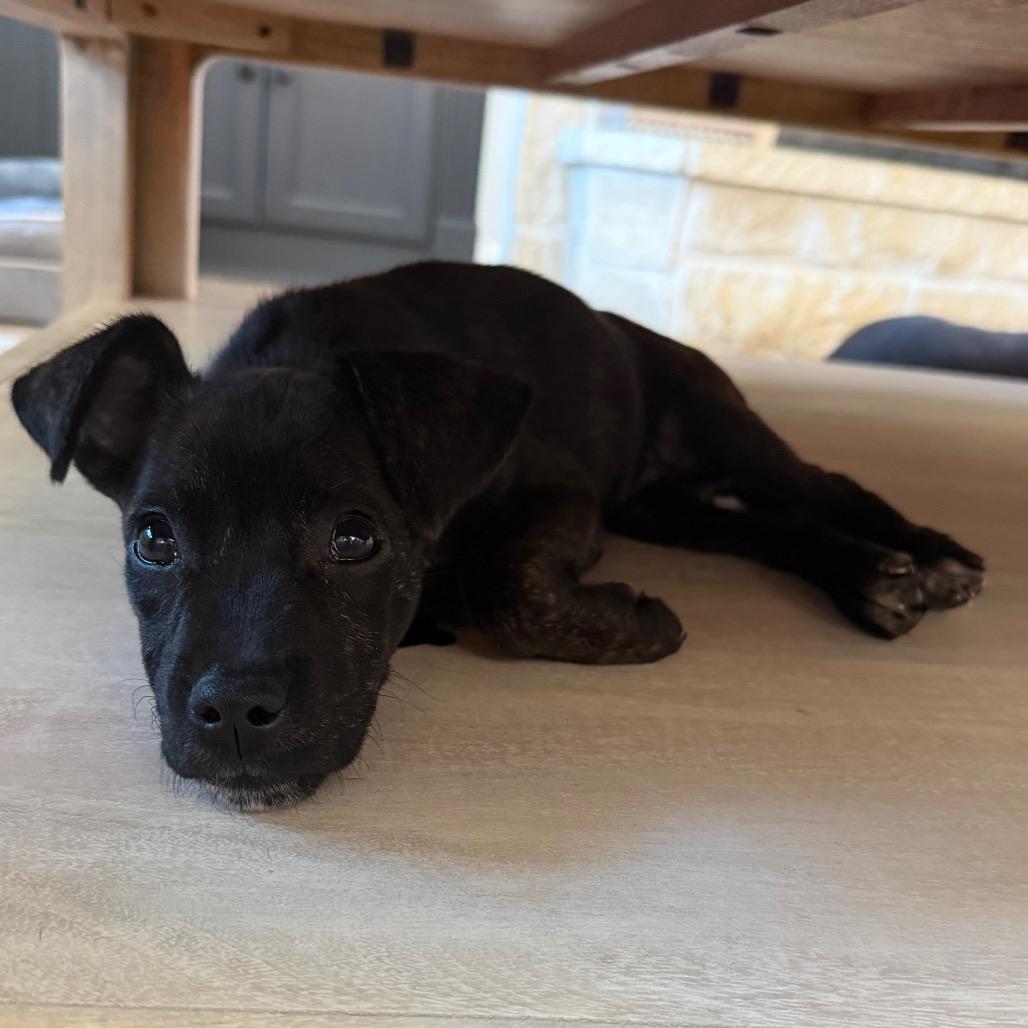 Enlarge Worm, a Adoptable Mixed Breed in Missouri City, TX image 2/3