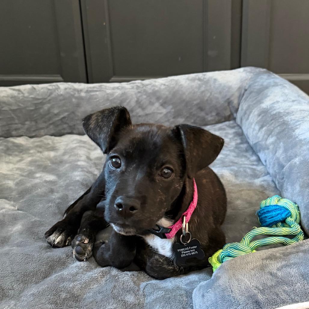 Enlarge Worm, a Adoptable Mixed Breed in Missouri City, TX image 3/3