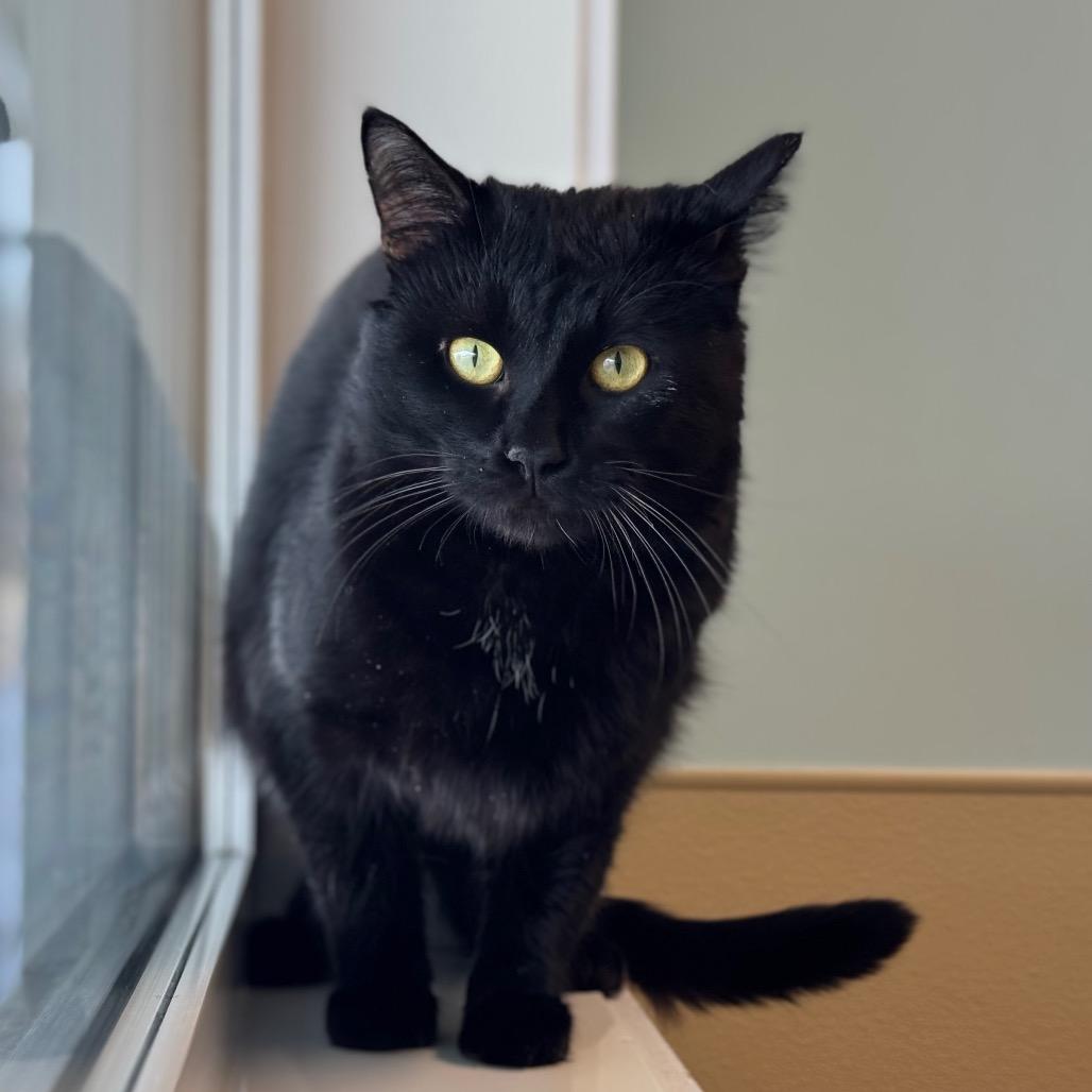 Bertram, a Adoptable Domestic Short Hair in Saskatoon, SK image 1/2