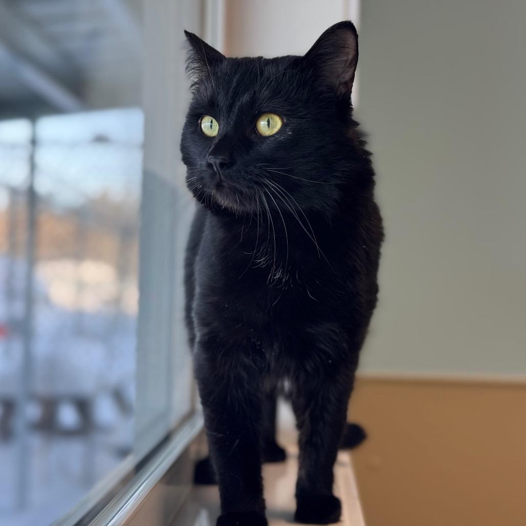 Bertram, a Adoptable Domestic Short Hair in Saskatoon, SK image 2/2