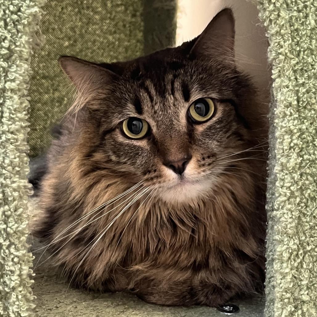 Diego, Adoptable, Adult Male Domestic Medium Hair.