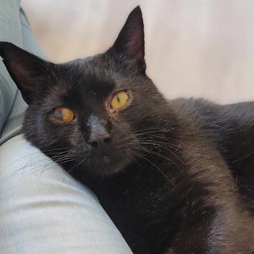 Vader, an adoptable Domestic Short Hair in Clemmons, NC, 27012 | Photo Image 1