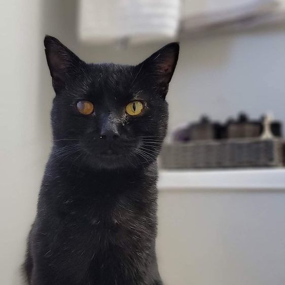 Vader, an adoptable Domestic Short Hair in Clemmons, NC, 27012 | Photo Image 2