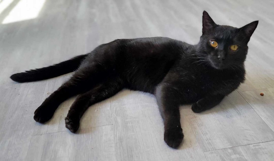 Vader, an adoptable Domestic Short Hair in Clemmons, NC, 27012 | Photo Image 4