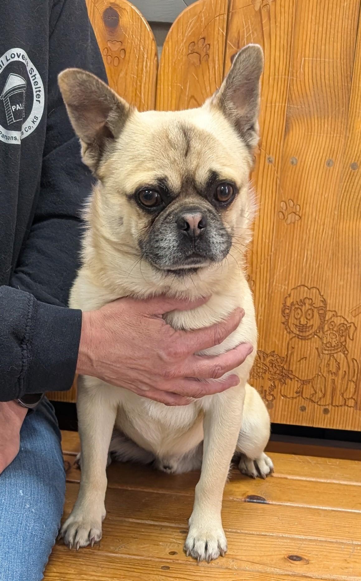 Enlarge Toby, a ADOPTABLE mixed breed in Parsons, KS image 1/1