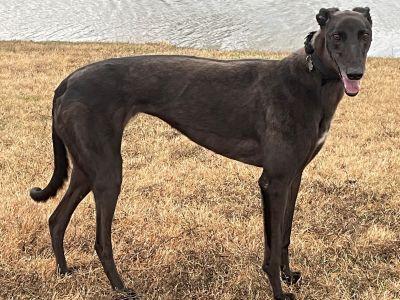 Dee (aka She's Glorious), a ADOPTABLE Greyhound in Dallas, TX image 2/2