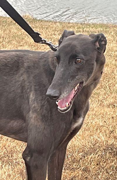 Dee (aka She's Glorious), ADOPTABLE, Adult Female Greyhound.