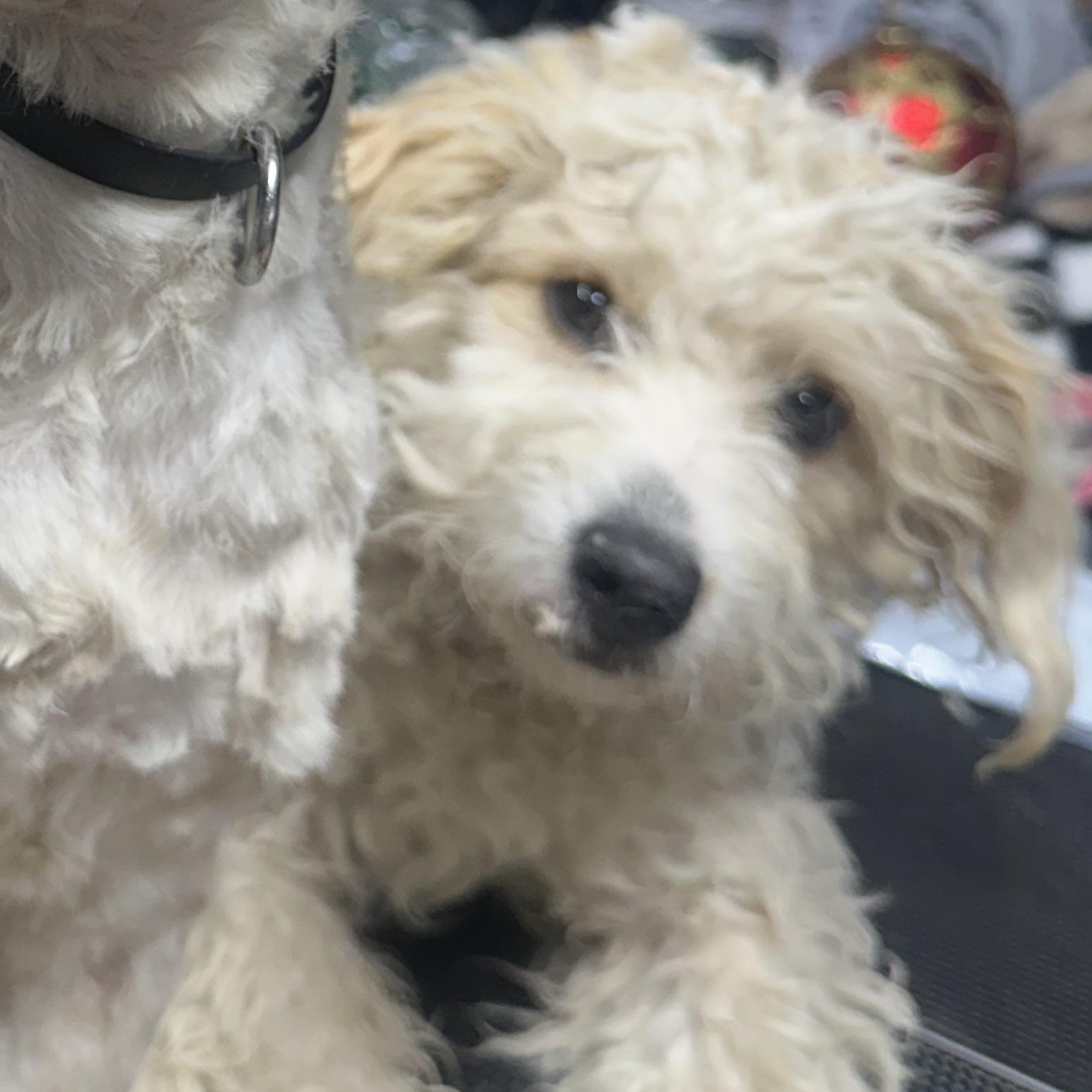 Mr. Fluffy Marciano, adopted, Young Male Miniature Poodle & Maltese.