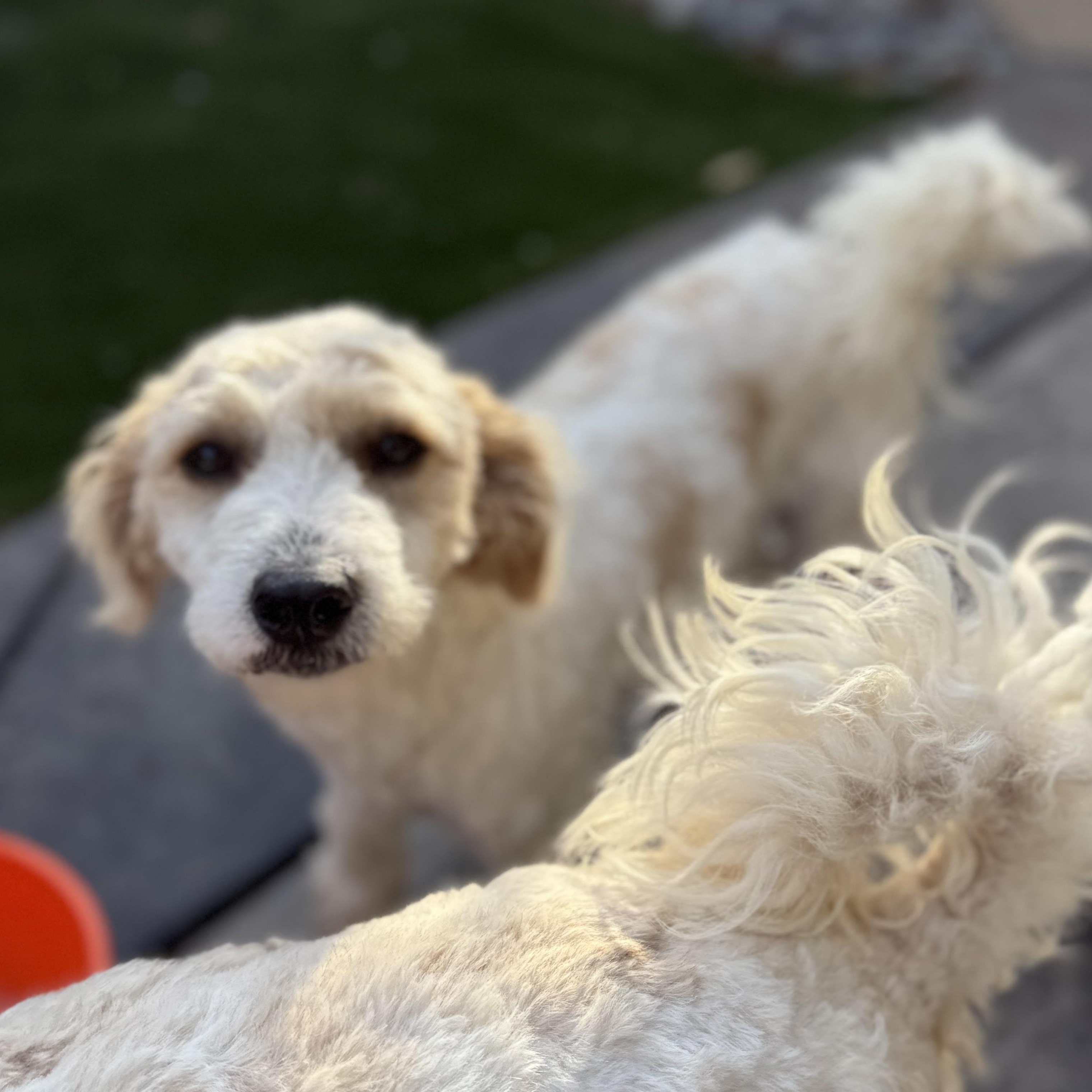 Enlarge Mr. Fluffy Marciano, an adopted mixed breed in Vancouver, BC image 2/6