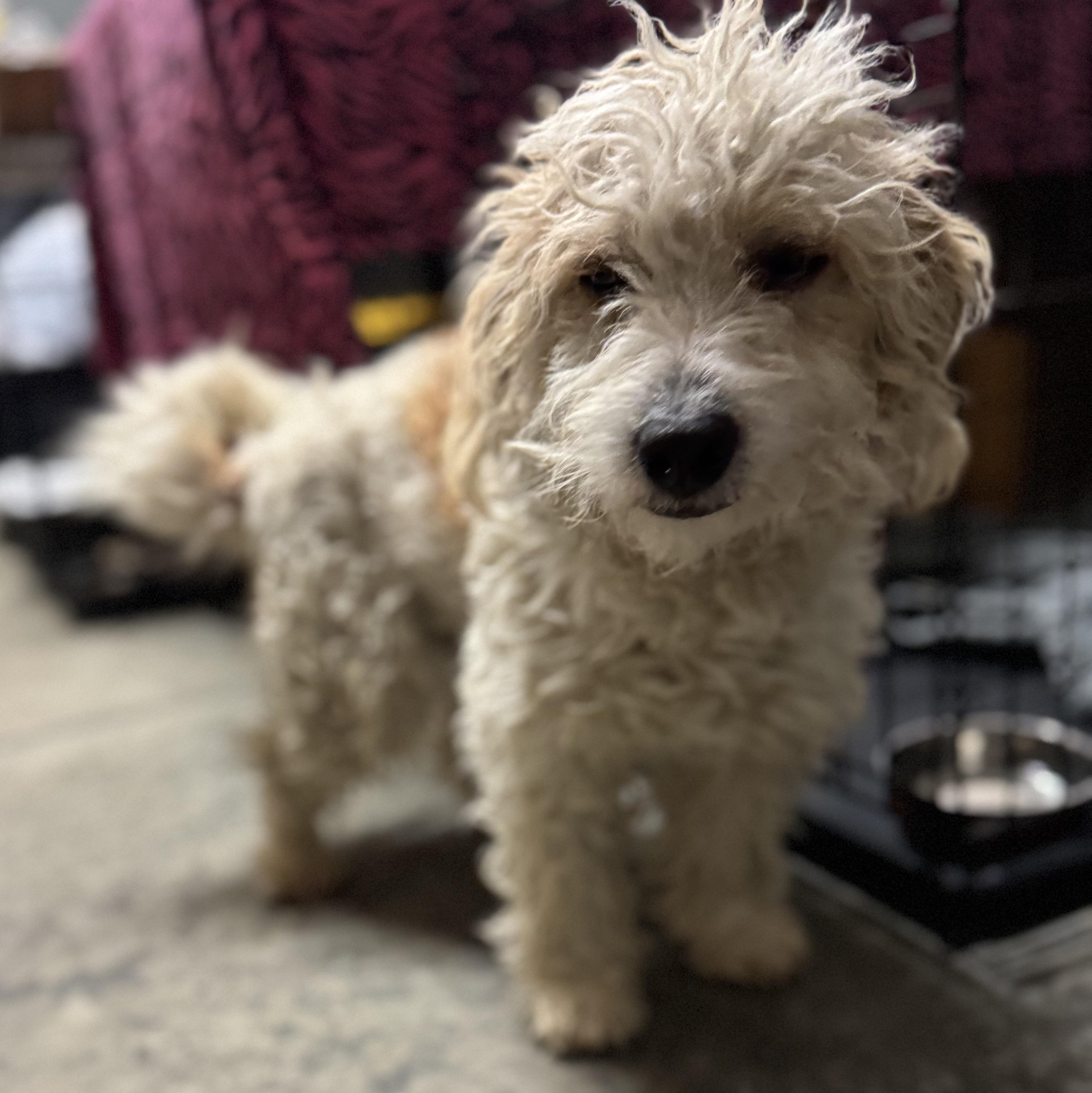 Enlarge Mr. Fluffy Marciano, an adopted mixed breed in Vancouver, BC image 4/6