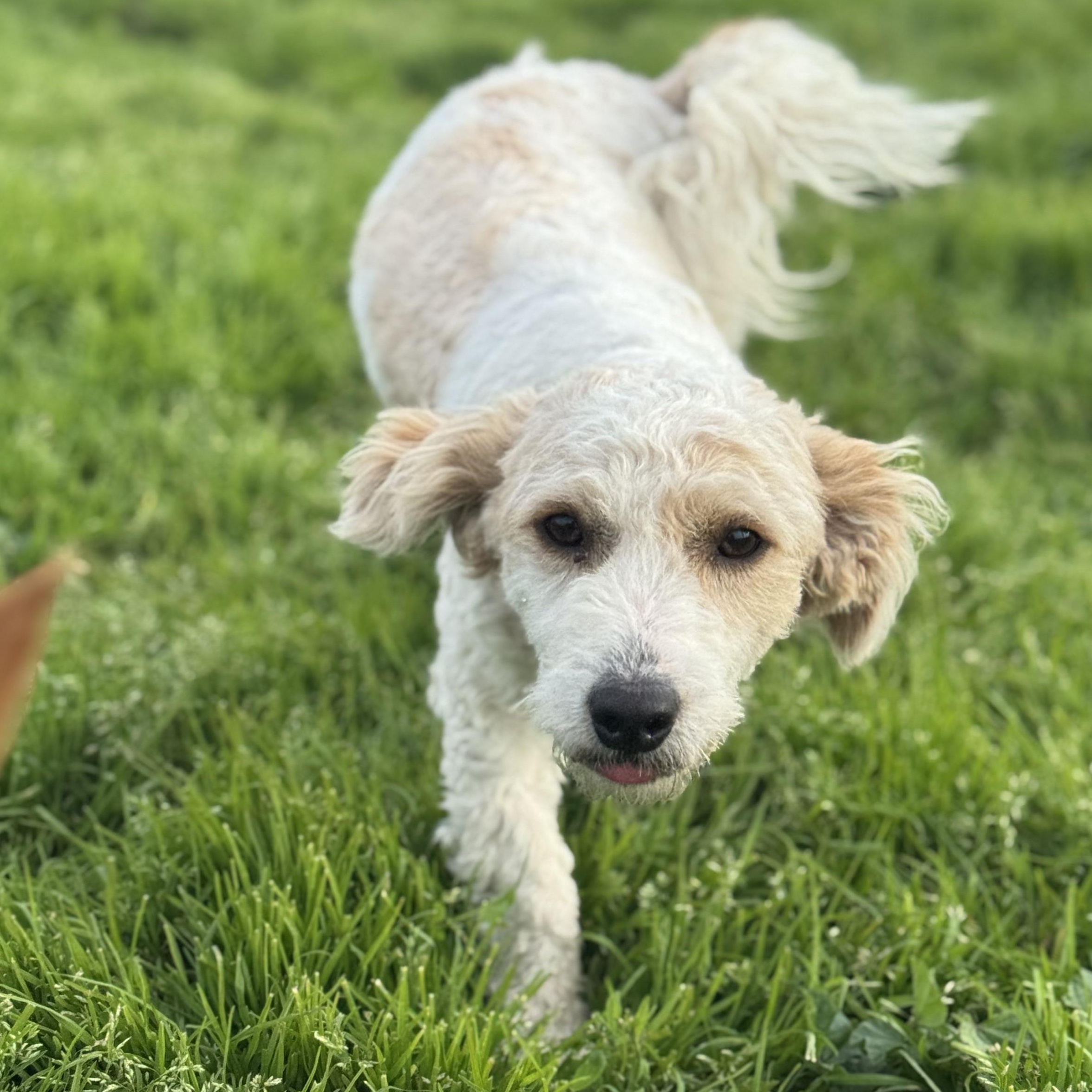 Enlarge Mr. Fluffy Marciano, an adopted mixed breed in Vancouver, BC image 3/6