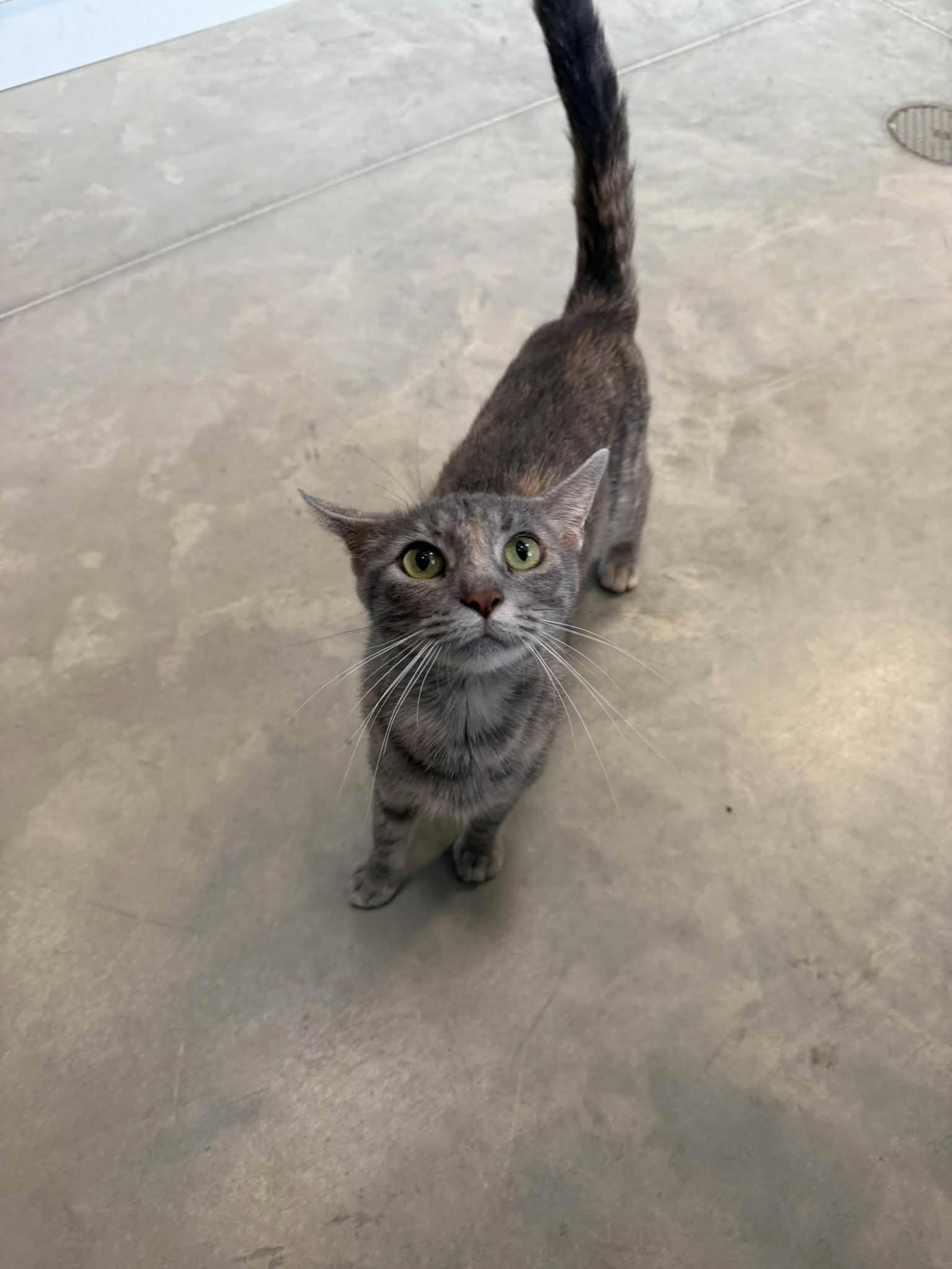Enlarge Meredith Grey, a Adoptable Domestic Short Hair in Clinton, IL image 1/2