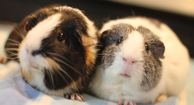 Hazel and Ginger, a ADOPTABLE Guinea Pig in Budd Lake, NJ image 4/6