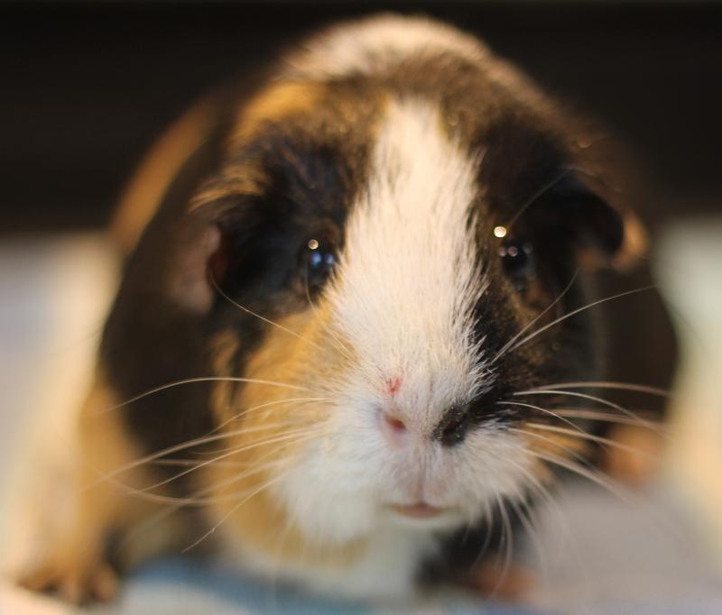 Hazel and Ginger, a ADOPTABLE Guinea Pig in Budd Lake, NJ image 6/6