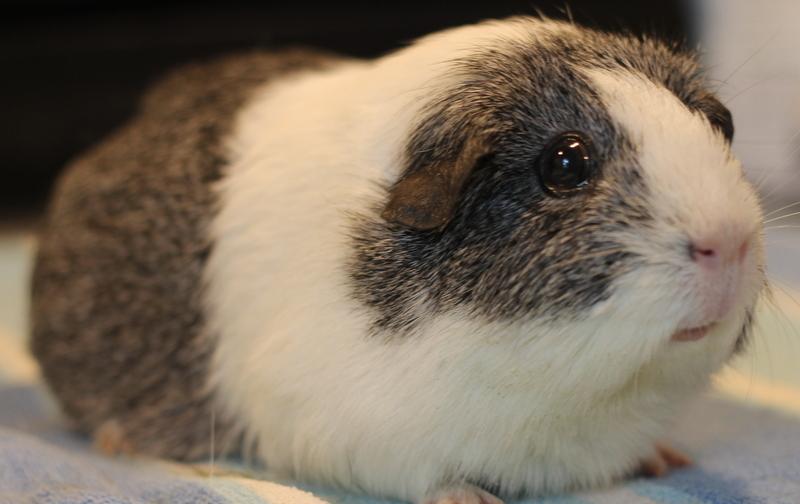 Hazel and Ginger, a ADOPTABLE Guinea Pig in Budd Lake, NJ image 3/6