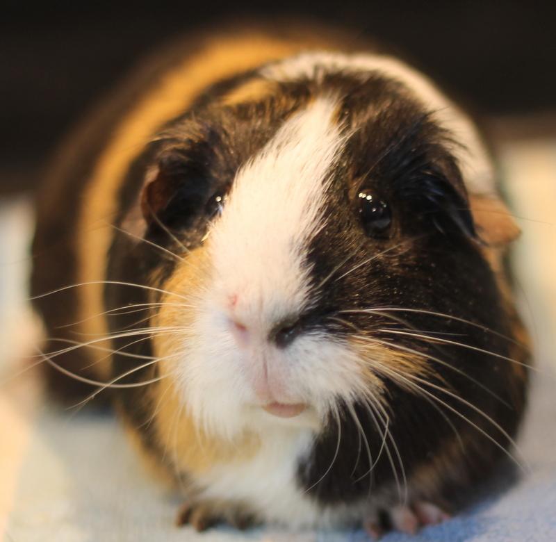 Hazel and Ginger, a ADOPTABLE Guinea Pig in Budd Lake, NJ image 5/6
