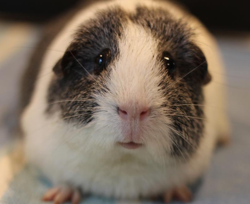 Hazel and Ginger, a ADOPTABLE Guinea Pig in Budd Lake, NJ image 2/6