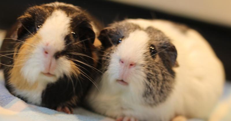 Hazel and Ginger, ADOPTABLE, Adult Female Guinea Pig.