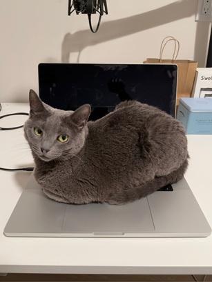 Tess, Adoptable, Adult Female Domestic Short Hair.