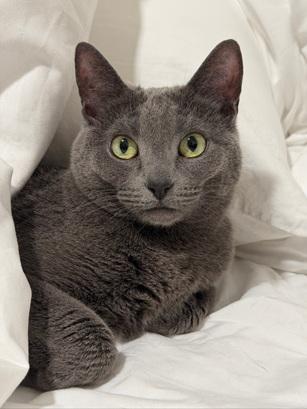 Tess, Adoptable, Adult Female Domestic Short Hair.