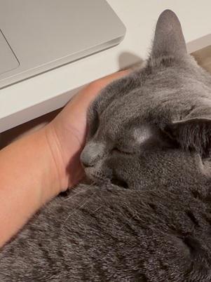 Tess, a Adoptable Domestic Short Hair in San Francisco, CA image 3/6