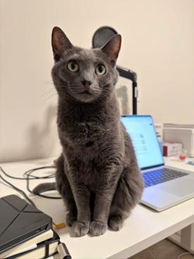 Enlarge Tess, a Adoptable Domestic Short Hair in San Francisco, CA image 3/6