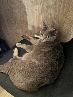 Tess, a Adoptable Domestic Short Hair in San Francisco, CA image 4/6
