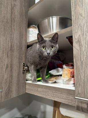 Tess, a Adoptable Domestic Short Hair in San Francisco, CA image 5/6