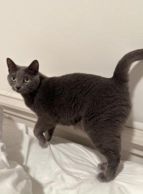 Tess, a Adoptable Domestic Short Hair in San Francisco, CA image 6/6