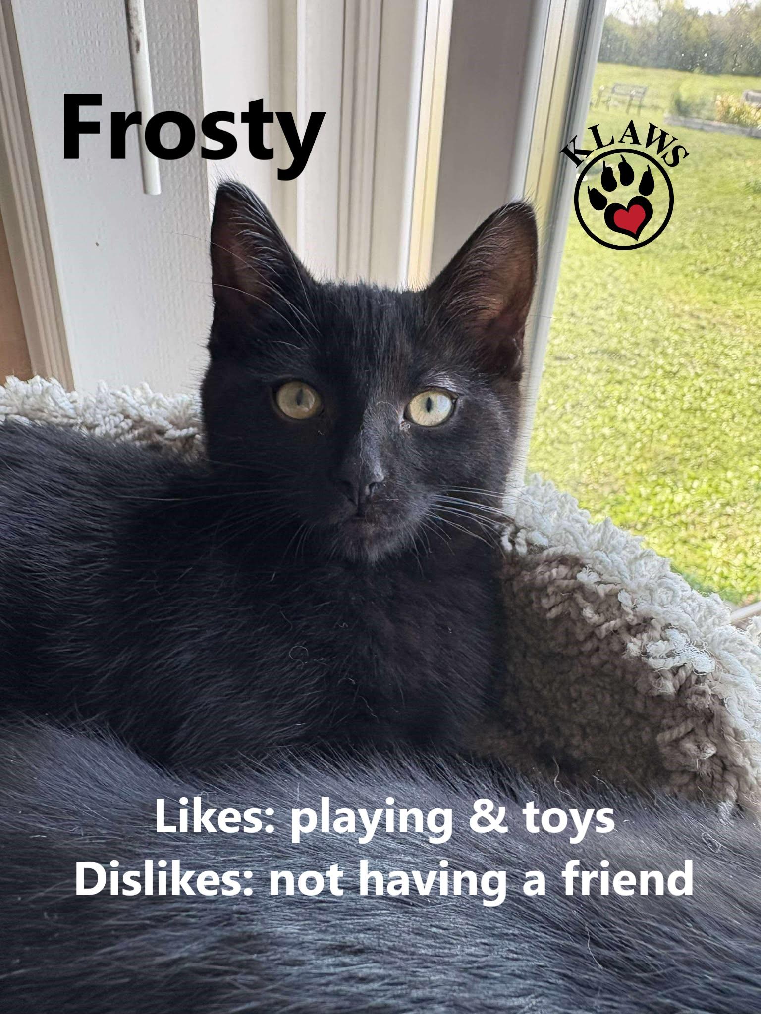 Frosty, adopted, Kitten Male Domestic Short Hair.