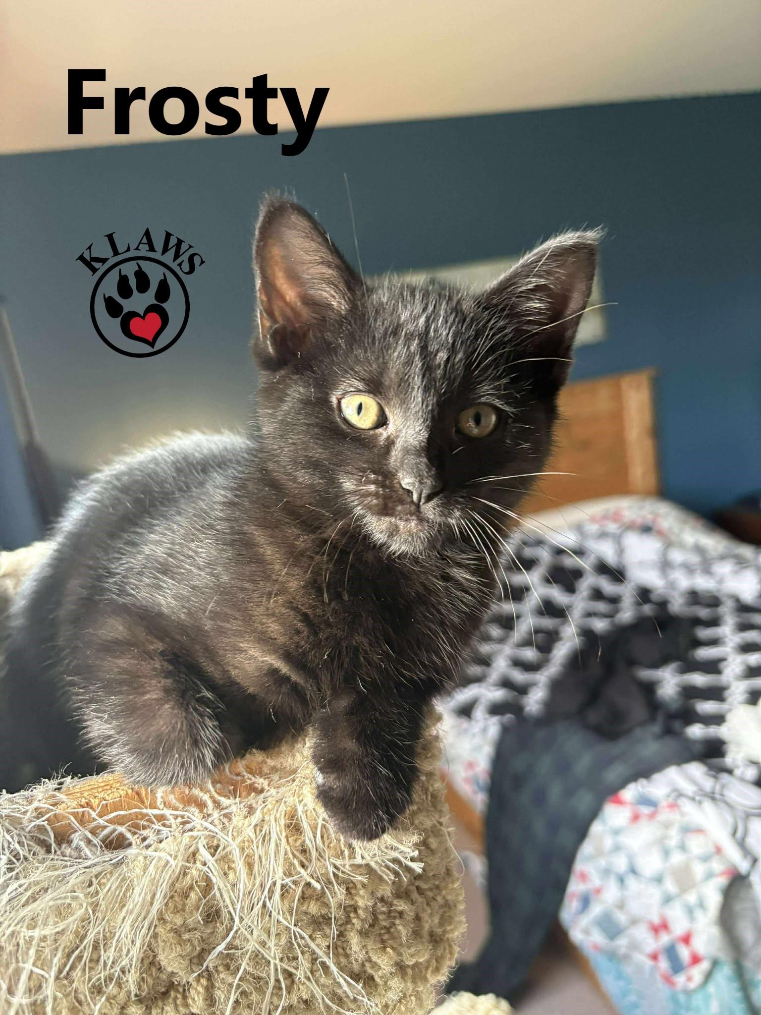 Enlarge Frosty, an adopted Domestic Short Hair in Lindsay, ON image 2/2