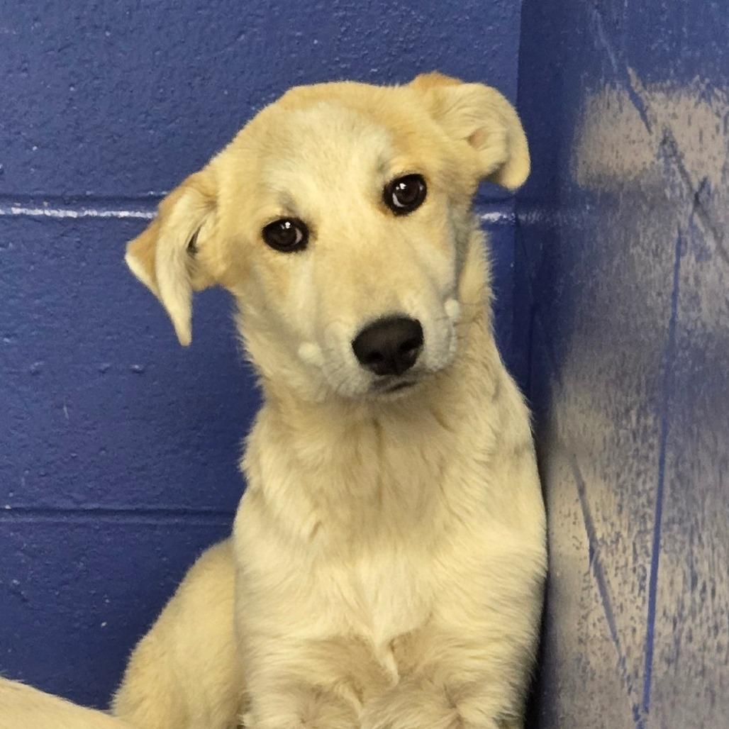 CT Rumi, Adoptable, Puppy Female Great Pyrenees.