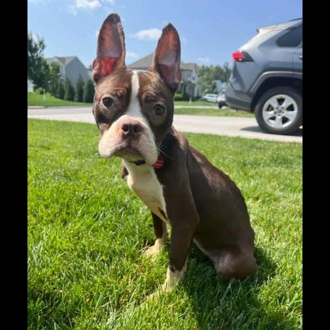 Byrdie, Adult Female Boston Terrier