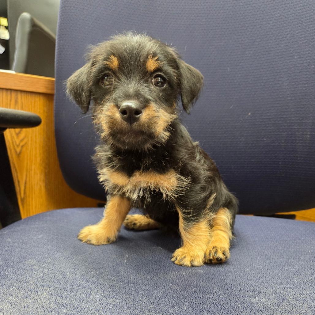 Samba, Adoptable, Puppy Female Cairn Terrier & Beagle.